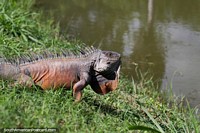 A velha iguana com a pele marrom quer tomar uma natação nos jardins botânicos em Portoviejo. Equador, América do Sul.