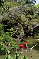 Árbol que crece en medio del estanque y otra flora, jardines botánicos, Portoviejo. Ecuador, Sudamerica.