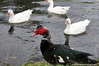 Versión más grande de Pato negro grande con cabeza roja y patos blancos en la laguna del Parque Recreativo Jipiro en Loja.