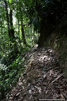 Andando o arbusto arrasta-se no parque nacional Podocarpus na Zamora. Equador, América do Sul.