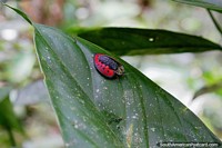 Inseto com umas costas vermelhas e pretas em forma de um escudo, parque nacional Podocarpus, a Zamora. Equador, América do Sul.