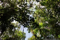 Beautiful green forest canopy overhead, spectacular wonder at Podocarpus National Park, Zamora. Ecuador, South America.