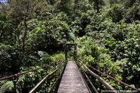 El Campesino (camponês) Ponte, a velha ponte de balança de madeira em parque nacional Podocarpus, Zamora. Equador, América do Sul.
