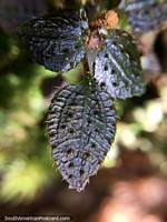 Pétalas de folha muito pequenas com pregos muito pequenos, foto macro de parque nacional Podocarpus, Zamora. Equador, América do Sul.