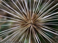 Ecuador Photo - Amazing star shaped flora with beautiful detail, Podocarpus National Park, Zamora.