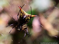 Spider with yellow and black triangle shaped body at Podocarpus National Park in Zamora. Ecuador, South America.