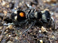 Ecuador Photo - Beautiful black and white spider with orange circle on its head at Podocarpus National Park, Zamora.
