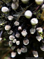 Tiny crystal formations, details in the forest at Podocarpus National Park in Zamora. Ecuador, South America.
