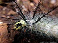 Amazing caterpillar with dangerous spikes, white body, yellow head, Podocarpus National Park, Zamora. Ecuador, South America.