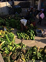 8 am en Gualaquiza el domingo, día de mercado, maduración de bananas y papaya. Ecuador, Sudamerica.