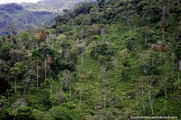 Belas árvores finas e arbusto gordo nas colinas ao sul de Limon. Equador, América do Sul.