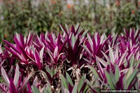 Hojas puntiagudas de color púrpura y blanco, plantas exóticas en los jardines del parque central en Limón. Ecuador, Sudamerica.