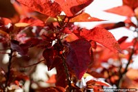Folhas vermelho-pálidas, transparentes ao sol, parque central em Limon. Equador, América do Sul.