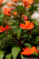 Orange flowers bloom in the gardens of central park in Limon. Ecuador, South America.