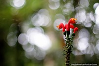 Não fumaça branca, é bokeh, flores vermelhas e cor-de-laranja em Omaere parque botânico em Puyo. Equador, América do Sul.