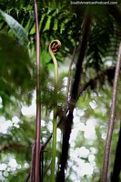 O feto encaracolado destaca-se do contexto no jardim botânico de Omaere em Puyo. Equador, América do Sul.
