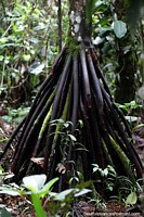 Versão maior do Ãrvore com muitos pequenos troncos que conduzem ao tronco principal, interessante, jardim botânico de Omaere, Puyo.