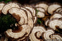 Looks like slices of mushroom, exotic flora at Omaere botanical park in Puyo. Ecuador, South America.