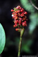 Ramo de pequenas vagens de flor vermelhas, flora exótica em Omaere parque botânico em Puyo. Equador, América do Sul.