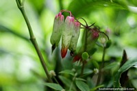 Pink, green and red flower pods, enjoy nature at Omaere botanical park in Puyo. Ecuador, South America.