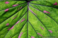 Big green and pink leaf with fine details, Omaere botanical park in Puyo. Ecuador, South America.
