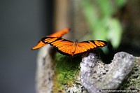 Orange and black butterflies, the outdoors at Omaere botanical park in Puyo. Ecuador, South America.