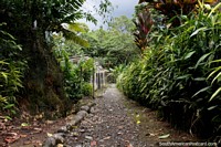 Walking path at Parque Real in Puyo, a place to see exotic birds. Ecuador, South America.