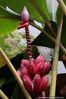 Versión más grande de Musa velutina, plátano peludo o plátano rosado, una especie de plátano sembrado que crece hacia arriba, Puyo.