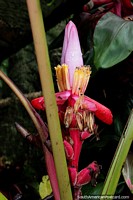 Flor rosa y amarilla en la parte superior de la planta de banana rosada llamada Musa velutina, Parque Real en Puyo. Ecuador, Sudamerica.