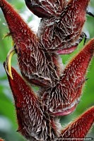 Versión más grande de Heliconia peluda, una planta exótica vista en el jardín botánico Las Orquídeas en Puyo.