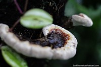 Fungus that looks similar to mushrooms at Las Orquideas botanical garden in Puyo. Ecuador, South America.