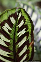 Beautiful leaf with many shades of green, light to dark, Las Orquideas botanical garden in Puyo. Ecuador, South America.