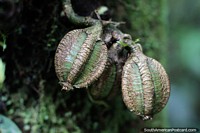 Ecuador Photo - Pods of some kind, not walnuts, strange flora at Las Orquideas botanical garden in Puyo.