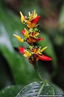 Versión más grande de Flora exótica, hay mucho que ver en Puyo, el hogar de plantas y flores exóticas.