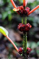 Flowers grow on different levels of a thick stem at Las Orquideas botanical garden in Puyo. Ecuador, South America.