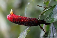 Ecuador Photo - Red banana-shaped flora with a white horn at Las Orquideas botanical garden in Puyo.