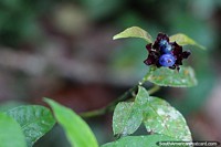 Versión más grande de Bayas azules, púrpuras y turquesas, hermosa naturaleza en el jardín botánico Las Orquídeas en Puyo.