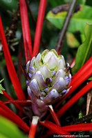 Exotic plants and flowers galore to see and find in Puyo at Las Orquideas botanical garden. Ecuador, South America.