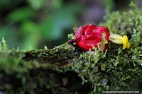 Ecuador Photo - Red and yellow flower grows from a bed of green slime on a tree at Las Orquideas botanical garden, Puyo.