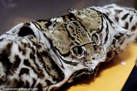 Jaguar skin rolled up like a carpet, Archaeological museum, Puyo. Ecuador, South America.