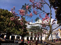 Aquelas árvores impressionantes com flores rosa e os edifïcios brancos em Praça da Independência, Quito.