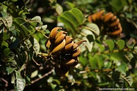 Banana-shaped pods of the Spathodea campanulata tree in Bella Vista.