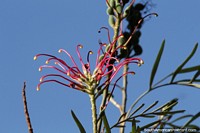 An exotic plant with pods like sensors reaching out in Hohenau.