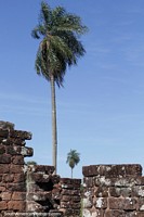 Palm trees around the stone foundations of the Jesuit ruins in Trinidad.