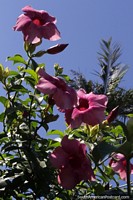Larger version of Mandevilla laxa or Chilean jasmine, an ornamental plant and flower growing in Villarrica.