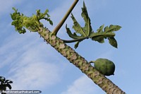 Papaya growing in Carapegua.