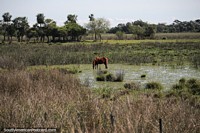 Horse eating the wet grass on a beautiful farm east of Pilar, Route 4.