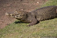 Large caiman with rough leathery skin and orange teeth at Ita Lagoon.