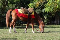 Montado y listo para montar, un caballo marrn en Aregua. Paraguay, Sudamerica.