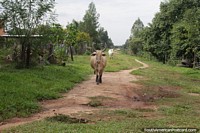 Pair of cattle wander freely in the countryside.